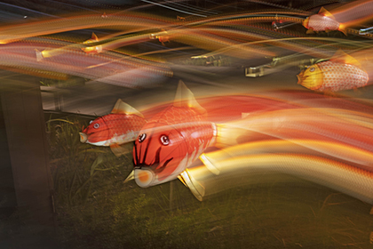 东涌鱼潮 <br> YM Chim