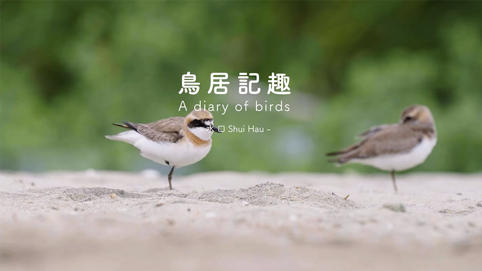A diary of birds - Shui Hau