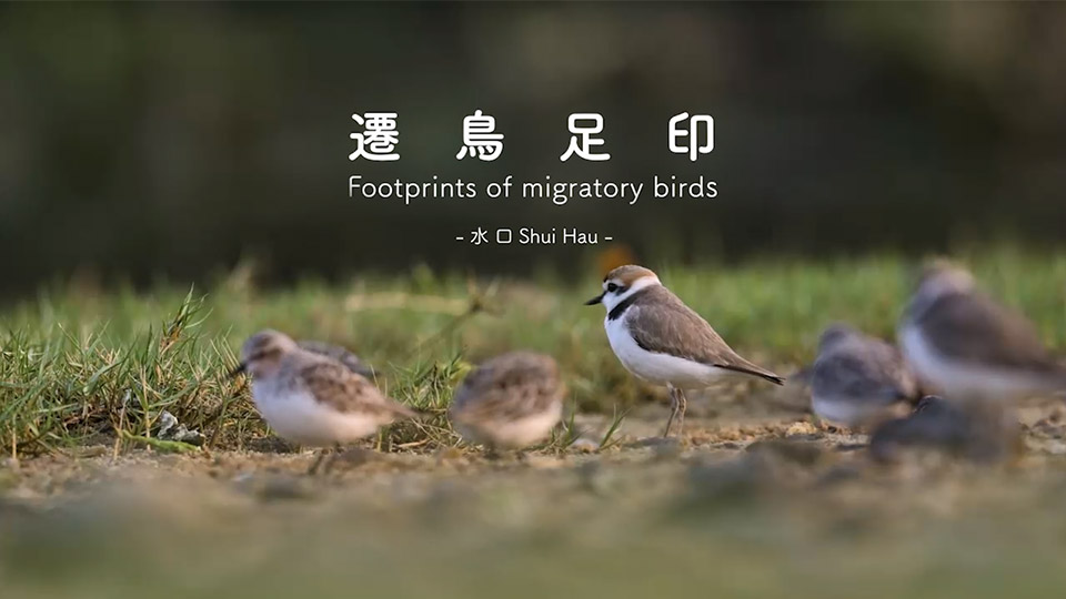 Footprints of migratory birds - Shui Hau